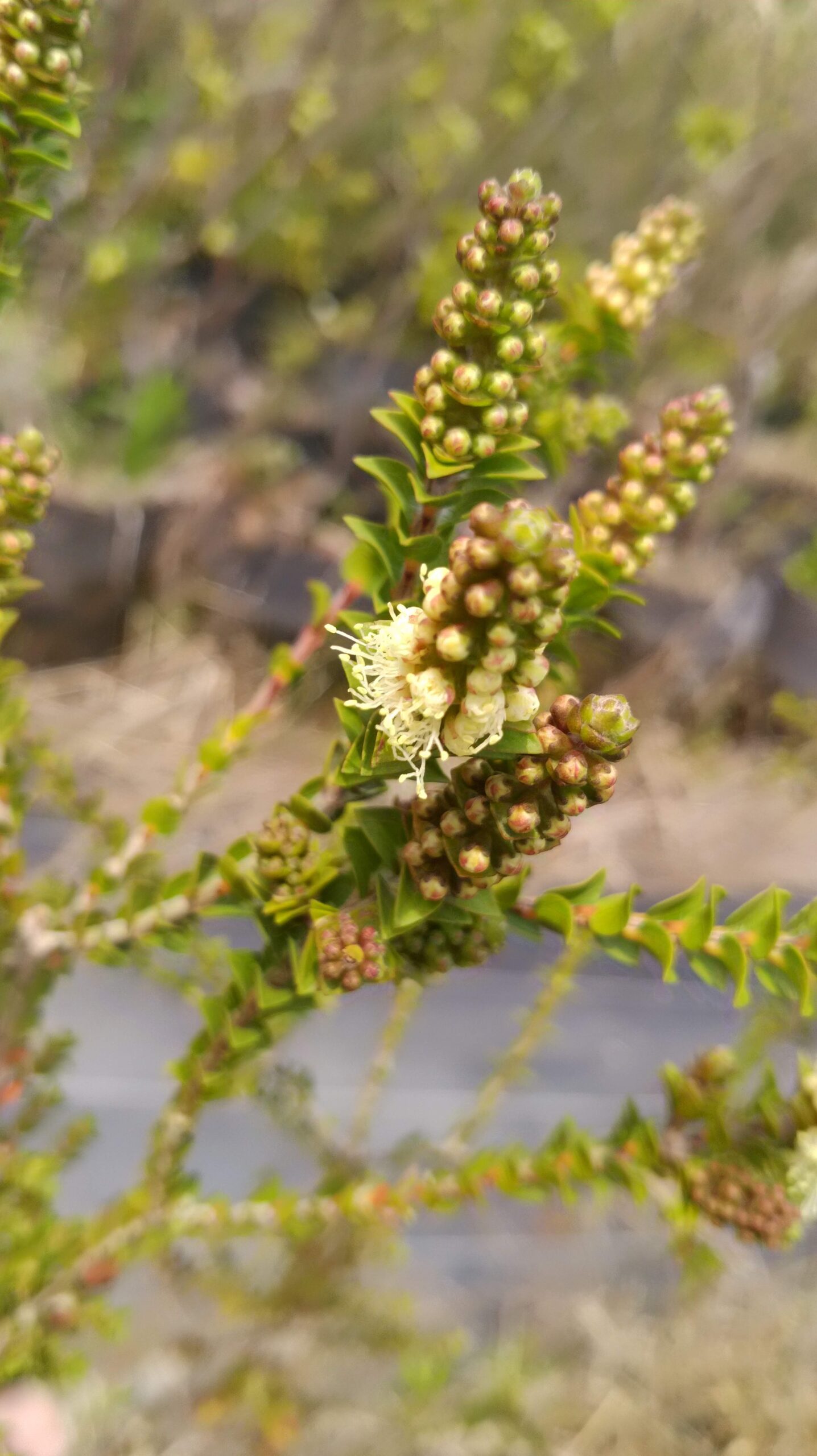 センテッドペーパーバーク Melaleuca squarrosa