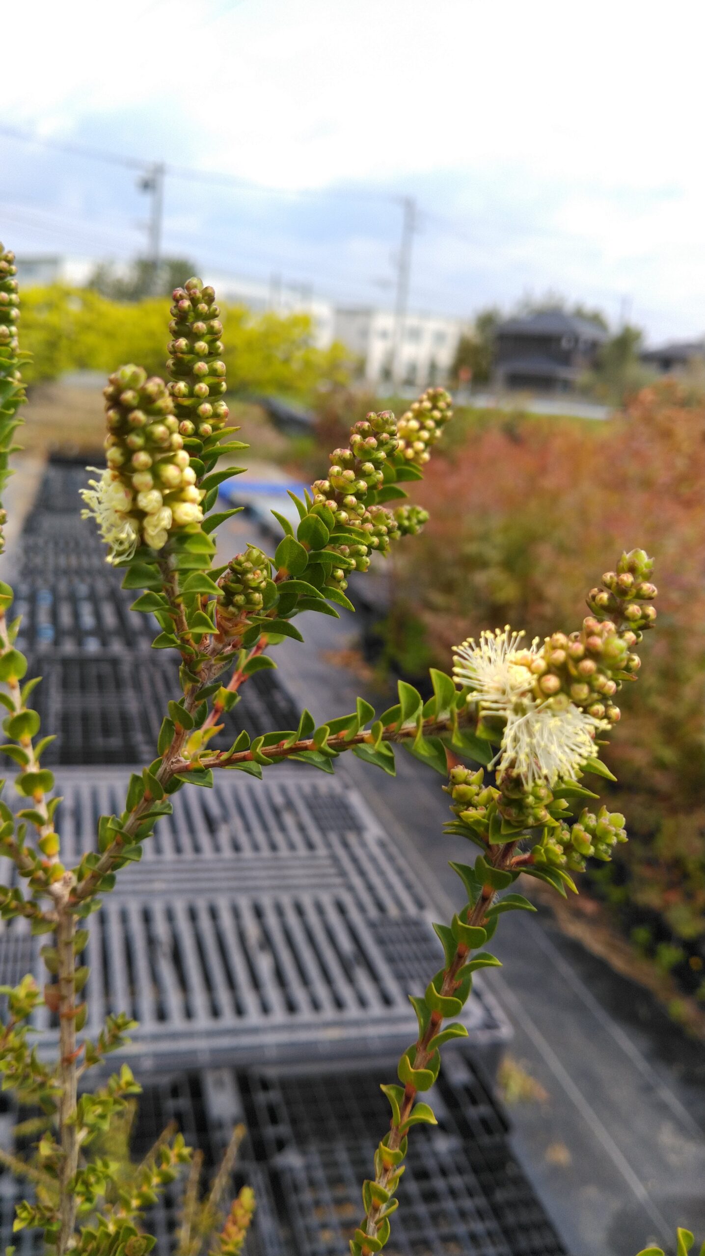 センテッドペーパーバーク Melaleuca squarrosa