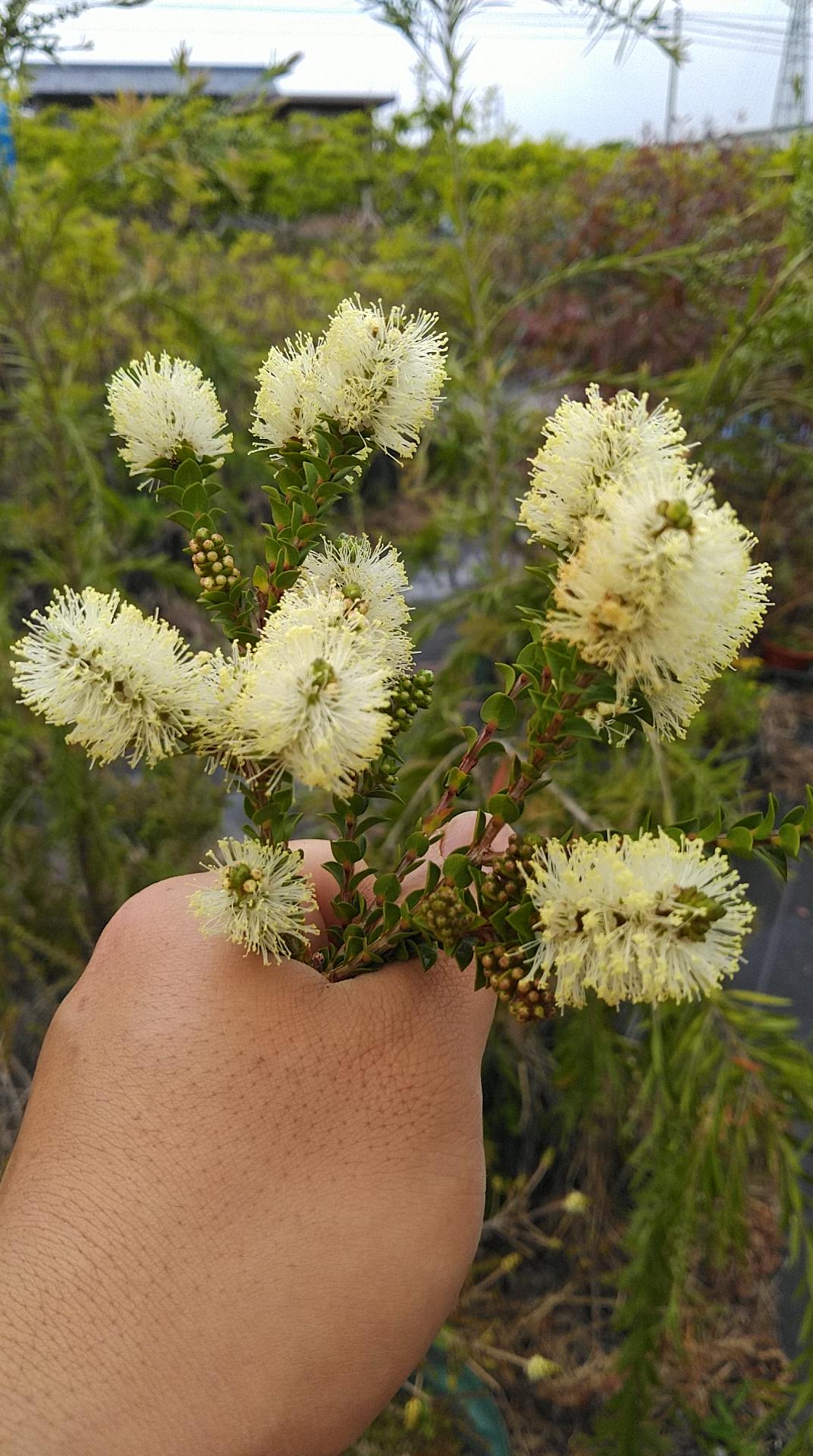 センテッドペーパーバーク Melaleuca squarrosa