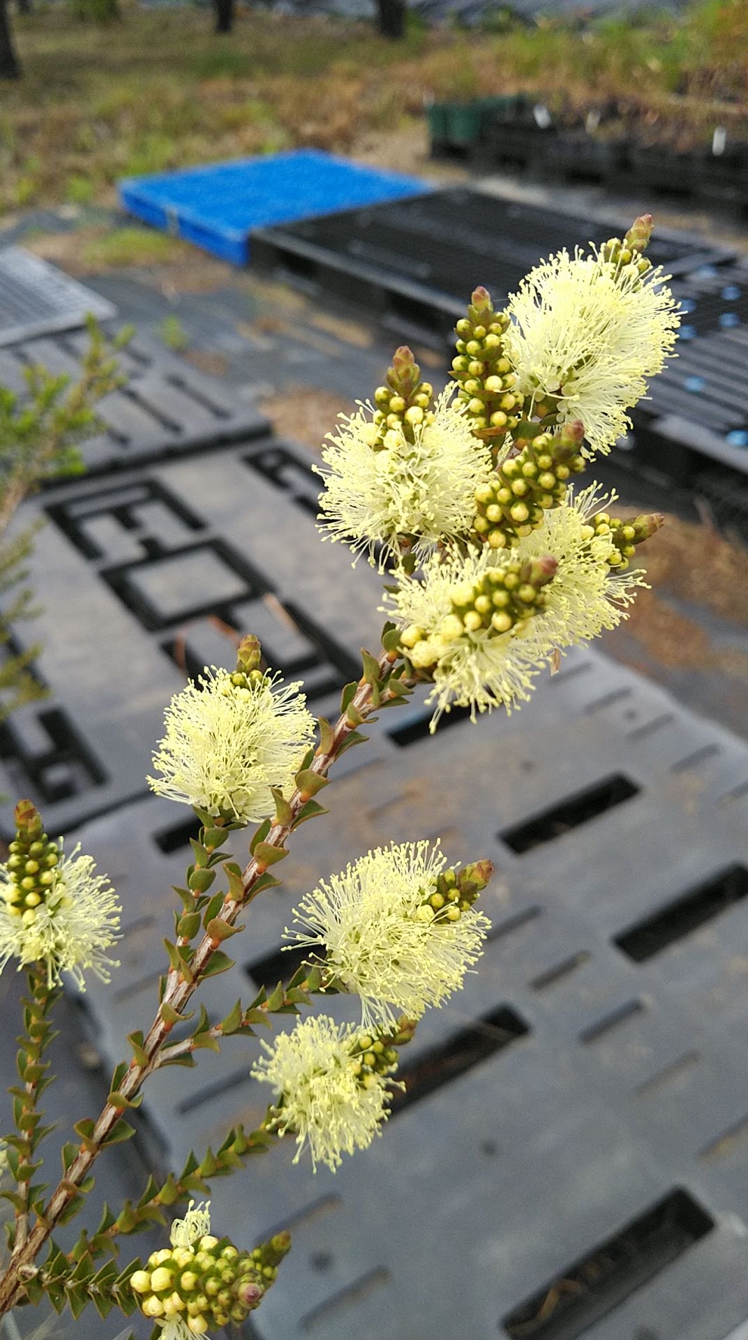 センテッドペーパーバーク Melaleuca squarrosa