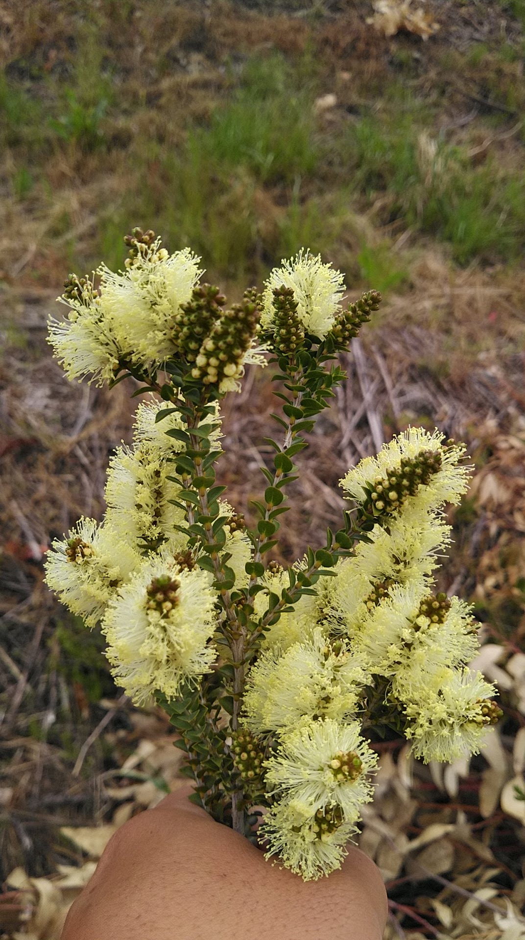 センテッドペーパーバーク Melaleuca squarrosa