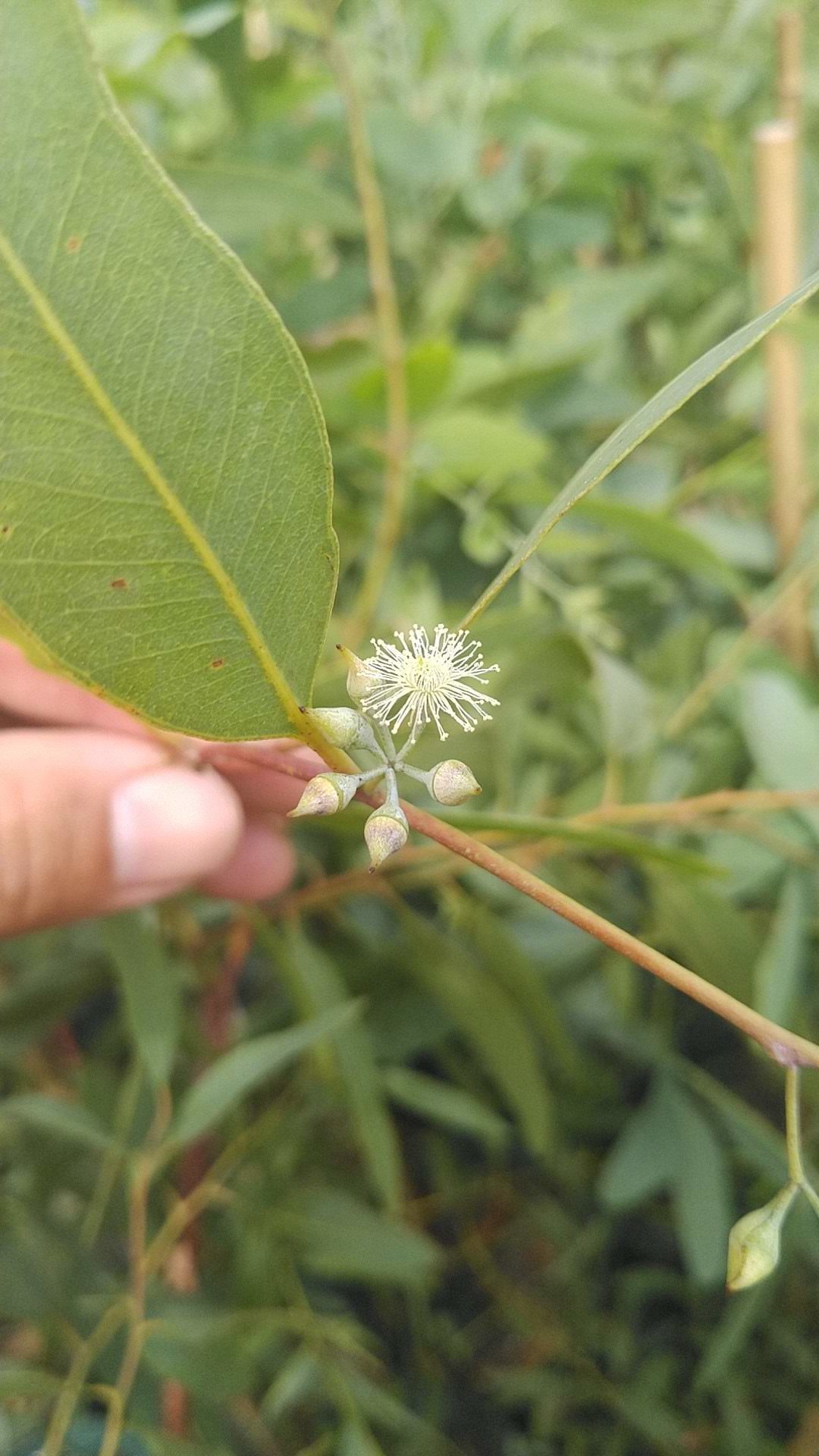 ハニーレモンユーカリ Eucalyptus staigeriana 精油