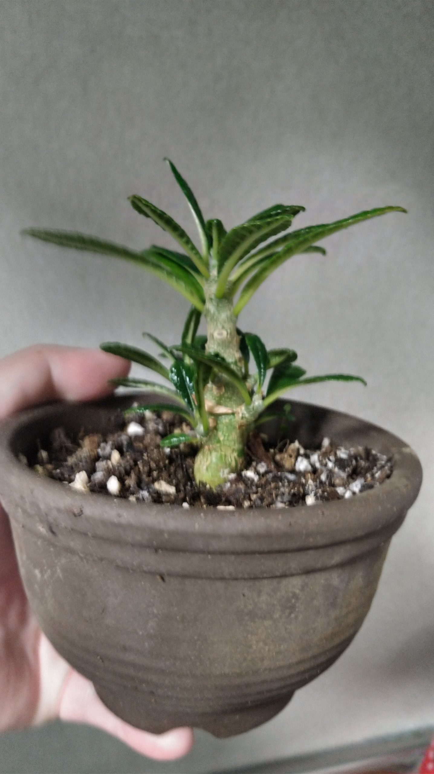 ドルステニア・ギガス Dorstenia gigas ソコトラ島固有種