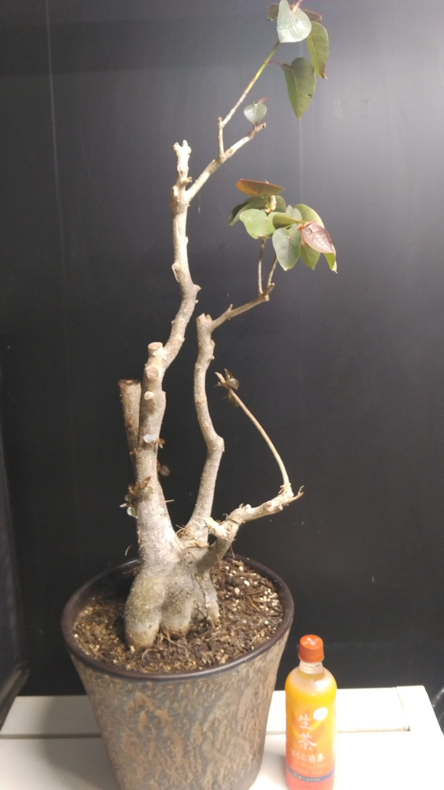 フィカス・ペティオラリス【実生苗】Ficus petiolaris