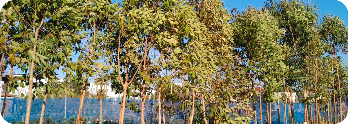 塊根植物 希少植物の生産販売 ユニークグリーン