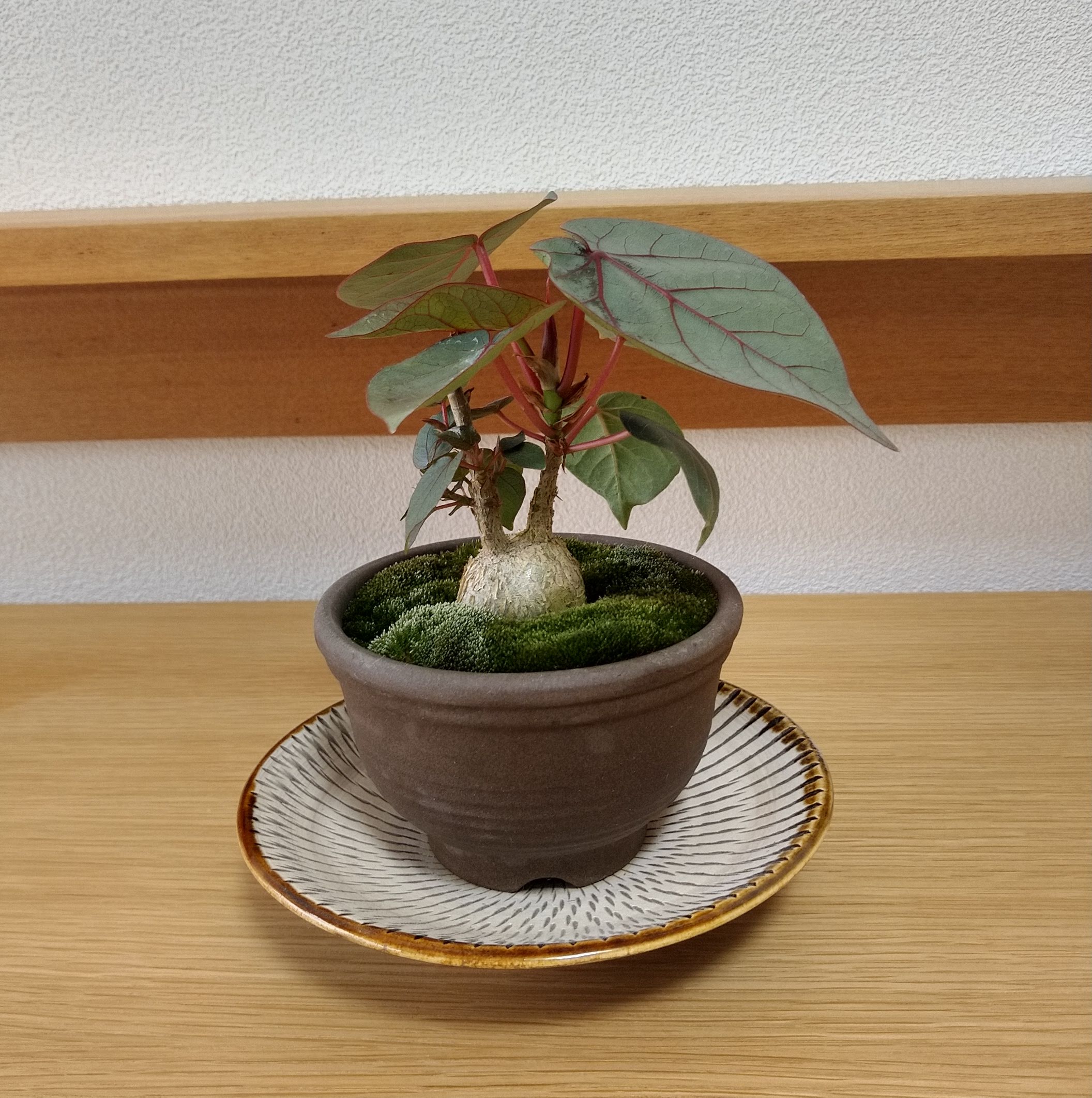 フィカス・ペティオラリス【実生苗】Ficus petiolaris