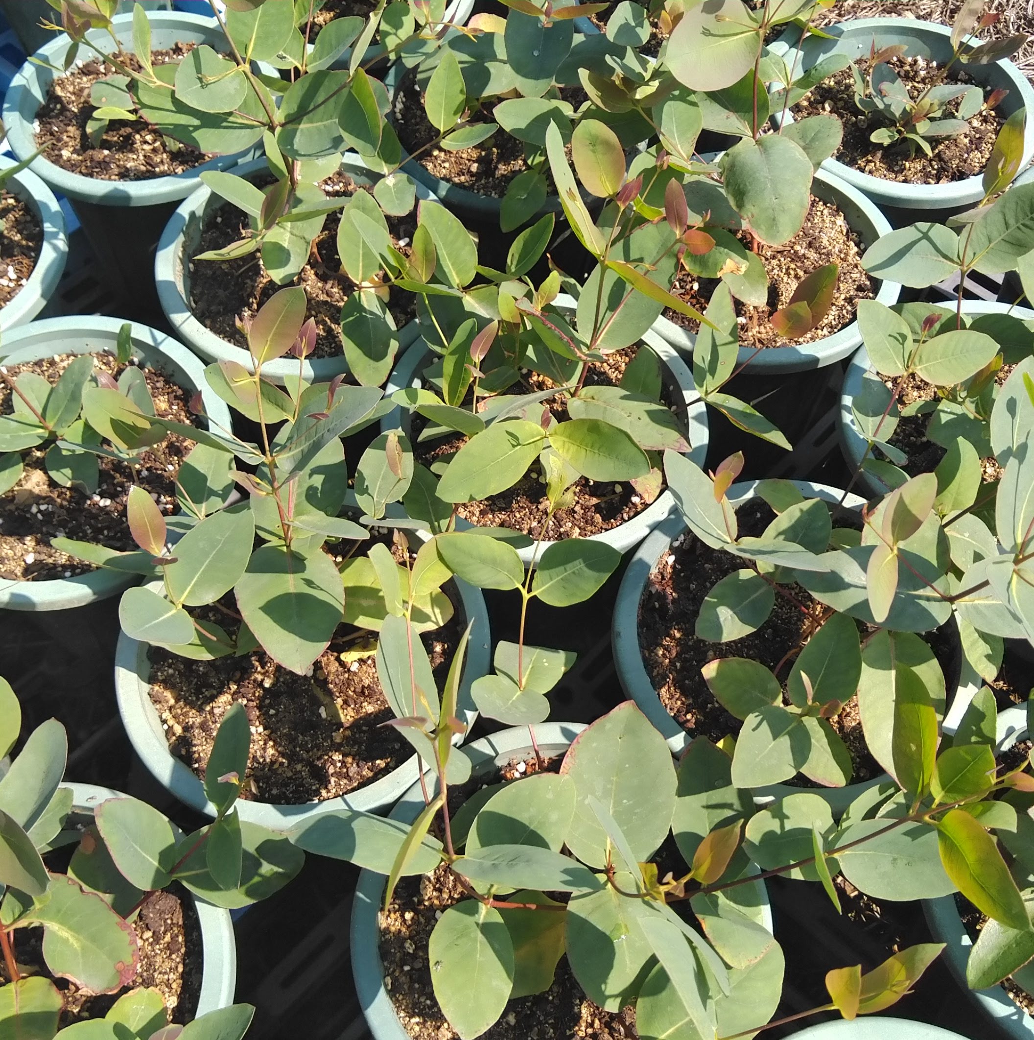 ストロベリーガム(ユーカリ・オリダ)Eucalyptus olida 超希少種 精油