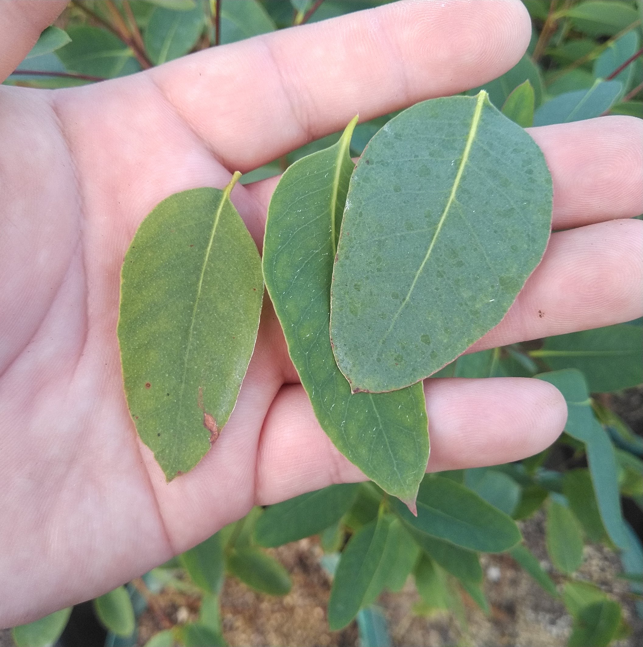 ストロベリーガム(ユーカリ・オリダ)Eucalyptus olida 超希少種 精油