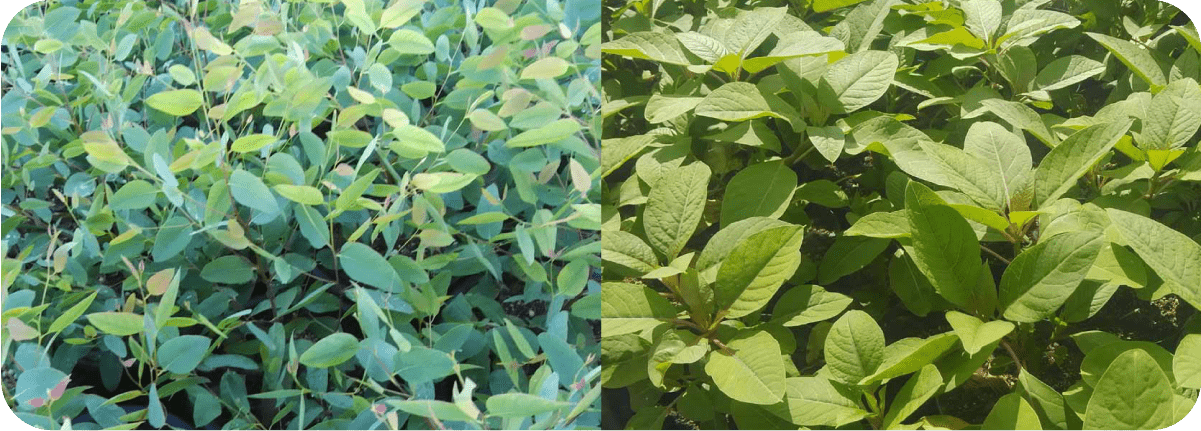 塊根植物・希少植物の生産販売|ユニークグリーン 塊根植物・希少植物の生産販売|ユニークグリーン