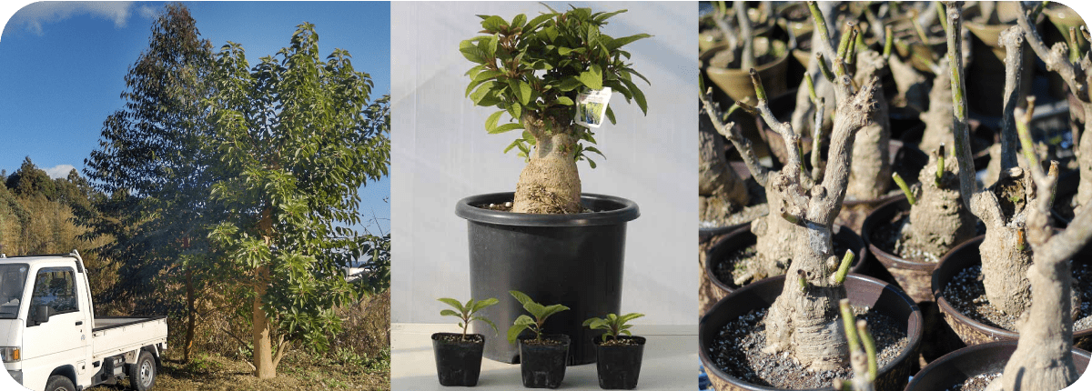 塊根植物・希少植物の生産販売|ユニークグリーン 塊根植物・希少植物の生産販売|ユニークグリーン