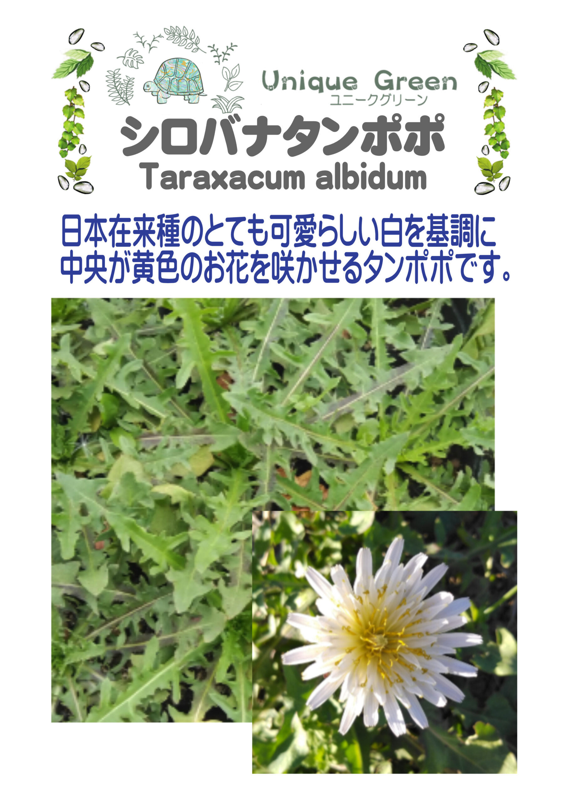 シロバナタンポポ Taraxacum Albidum 日本在来種