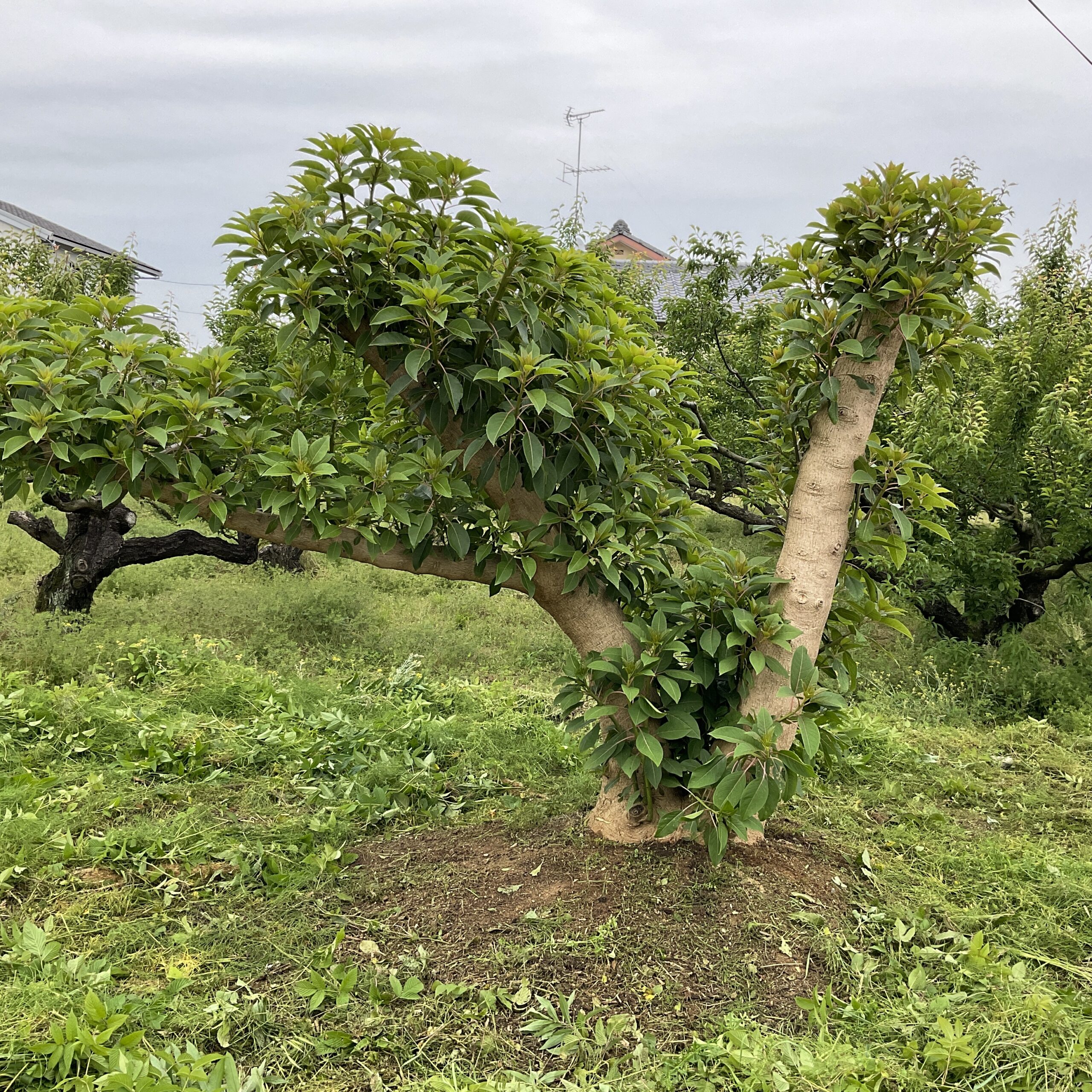 オンブー Phytolacca dioica フィトラッカ・ディオイカ