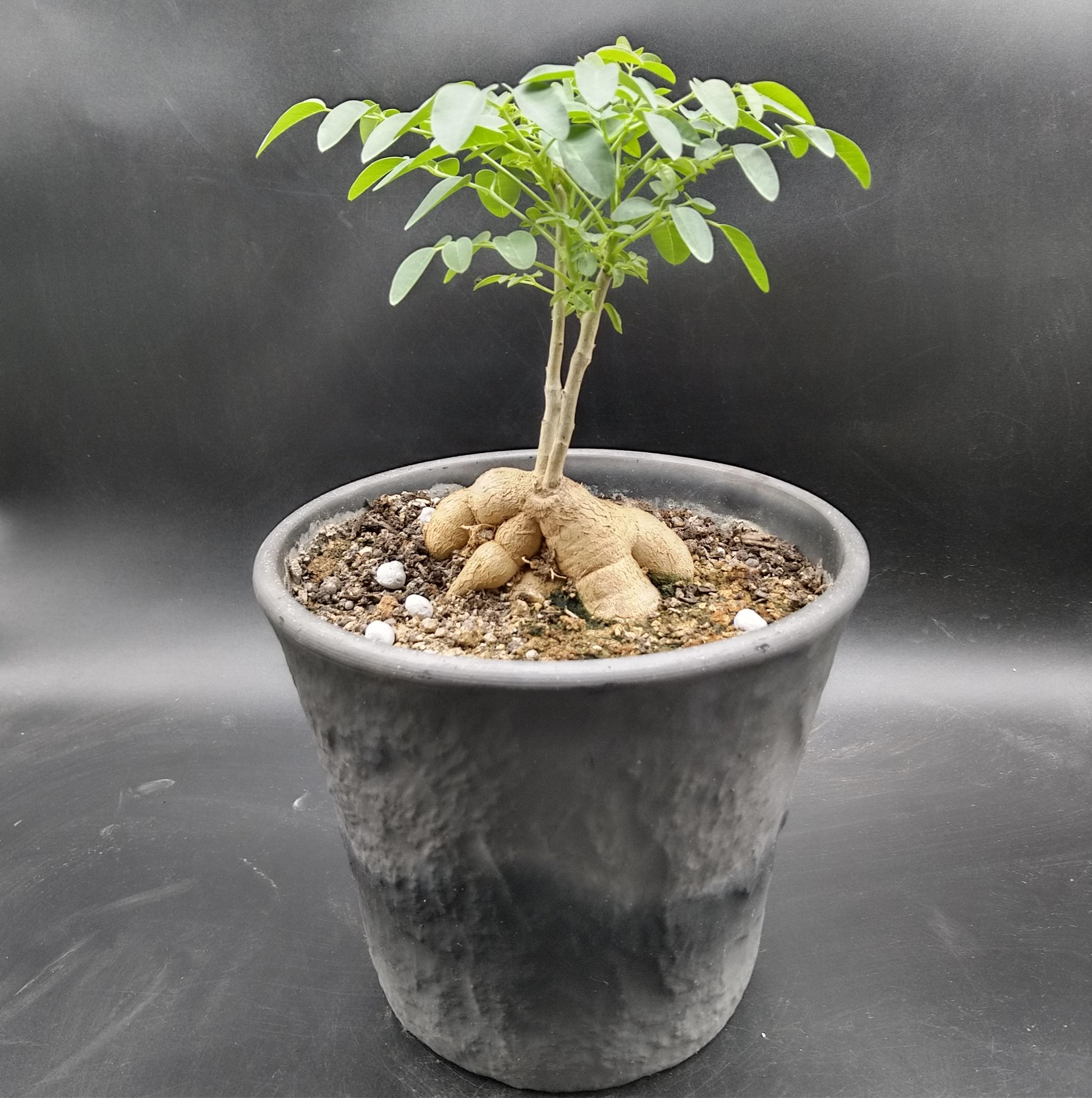 ゴーストツリー Moringa ovalifolia モリンガ・オバリフォリア