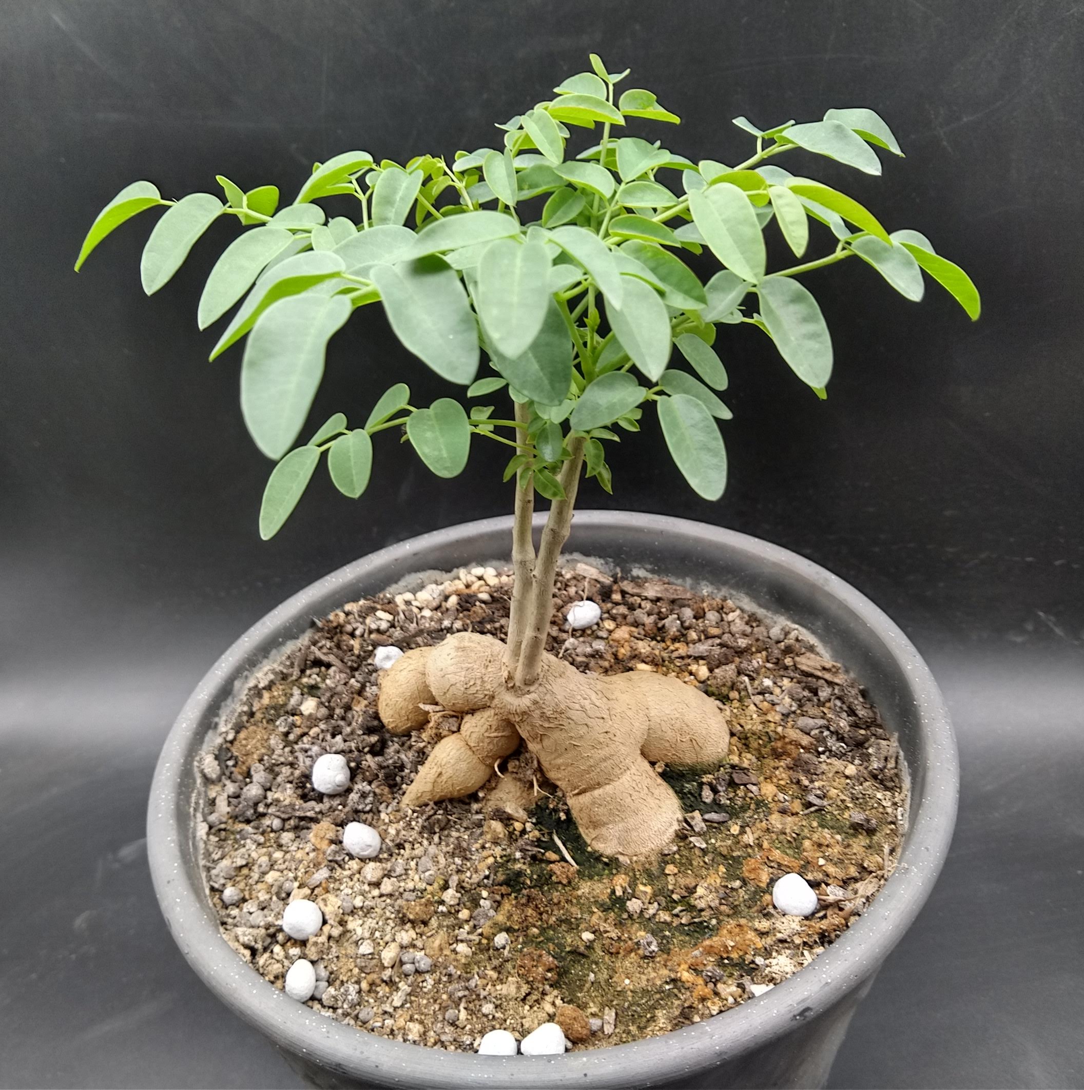 ゴーストツリー Moringa ovalifolia モリンガ・オバリフォリア