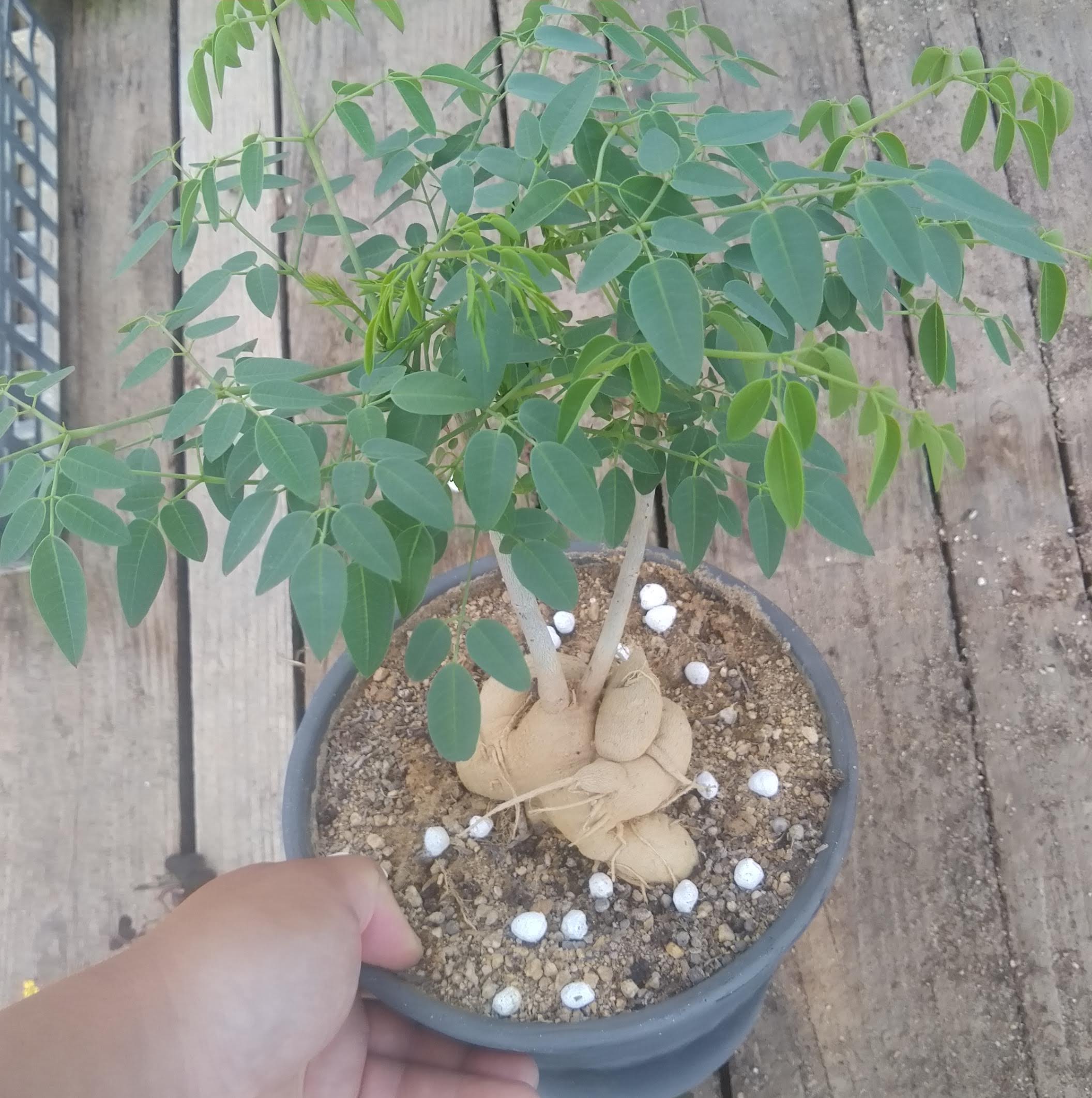 ゴーストツリー Moringa ovalifolia モリンガ・オバリフォリア