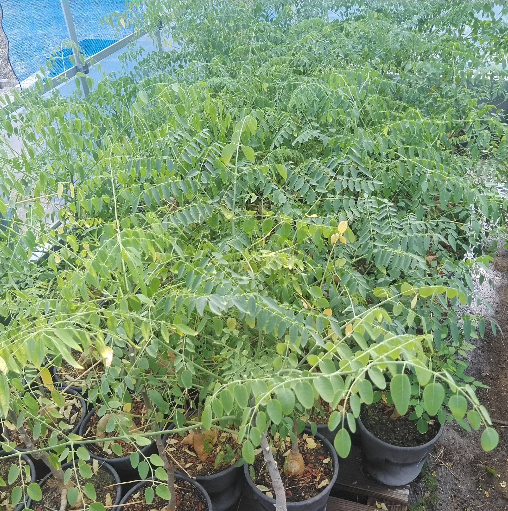 ゴーストツリー Moringa ovalifolia モリンガ・オバリフォリア