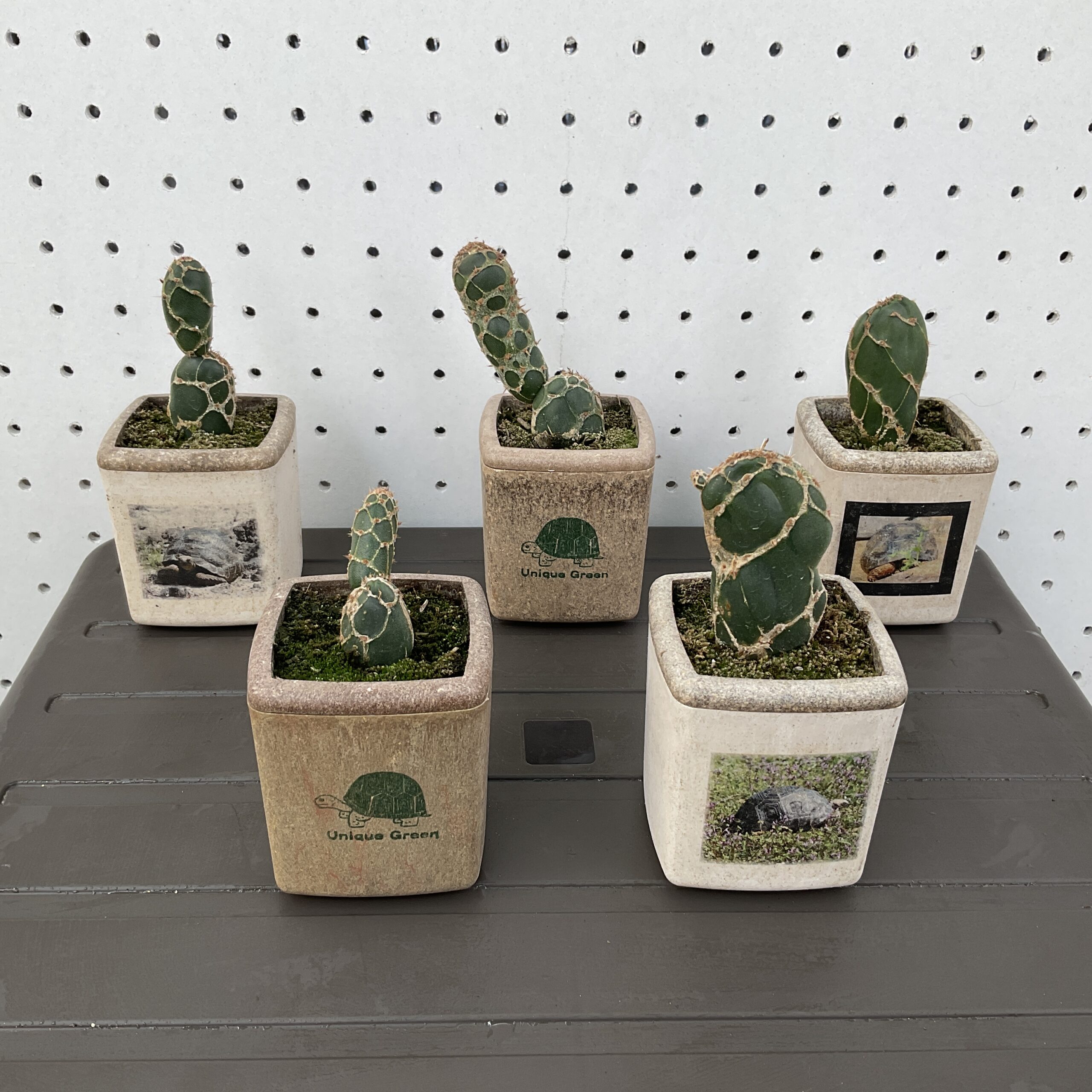 亀甲ウチワサボテン 亀甲団扇 Opuntia zebrina f. reticulata