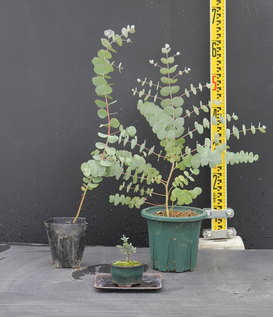 ユーカリ・ルビダ Eucalyptus rubida キャンドルバークガム