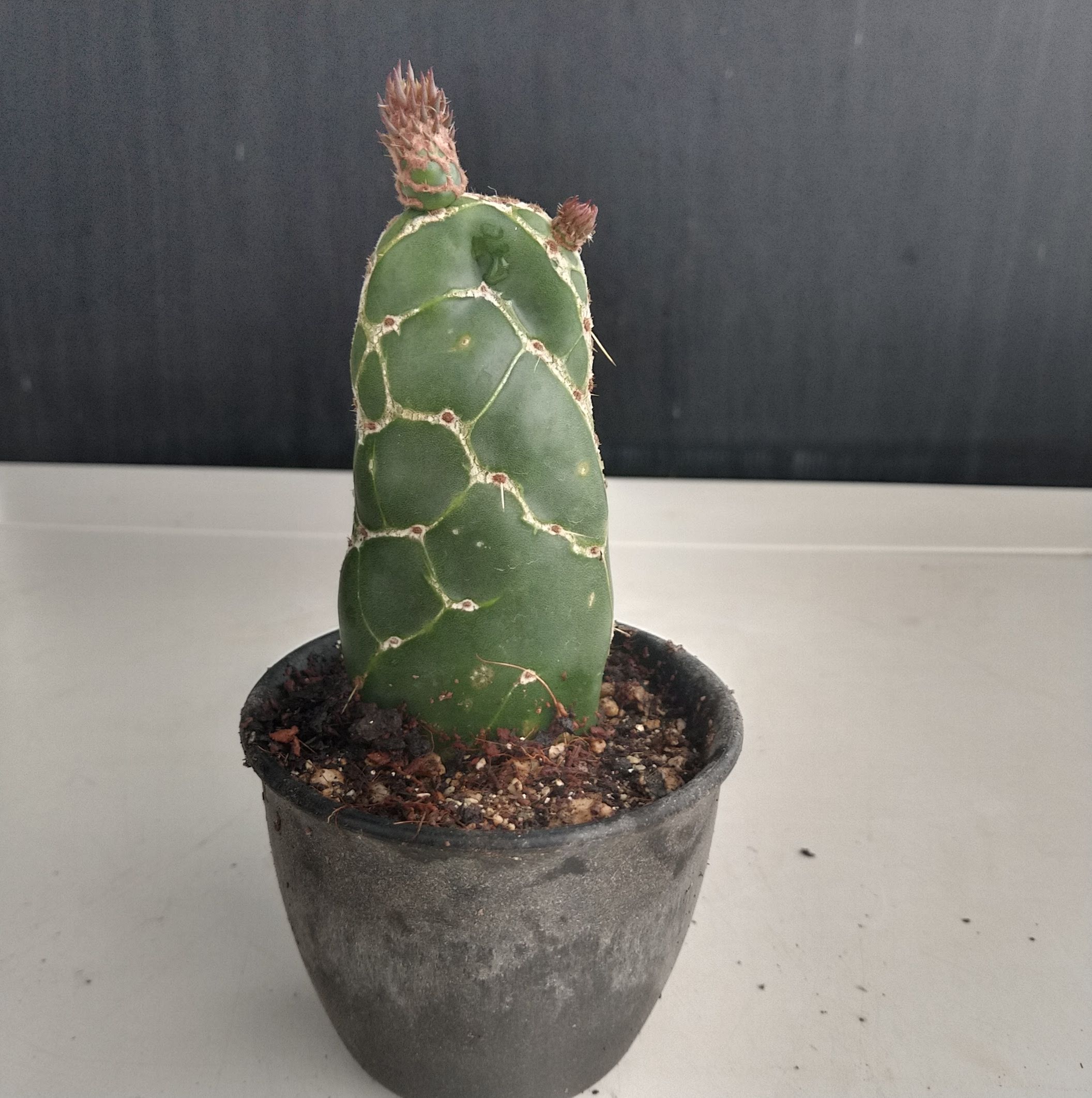 亀甲ウチワサボテン 亀甲団扇 Opuntia zebrina f. reticulata