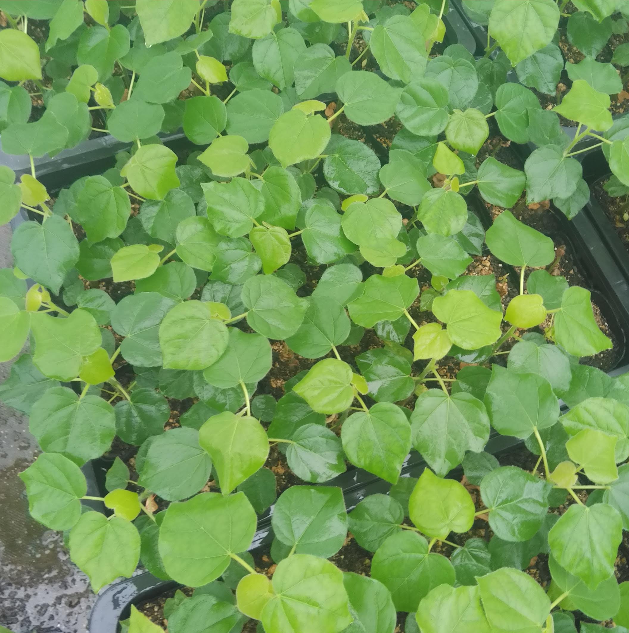 ステルクリア・ロゲルシー Sterculia rogersii アオイ科 可愛い植物