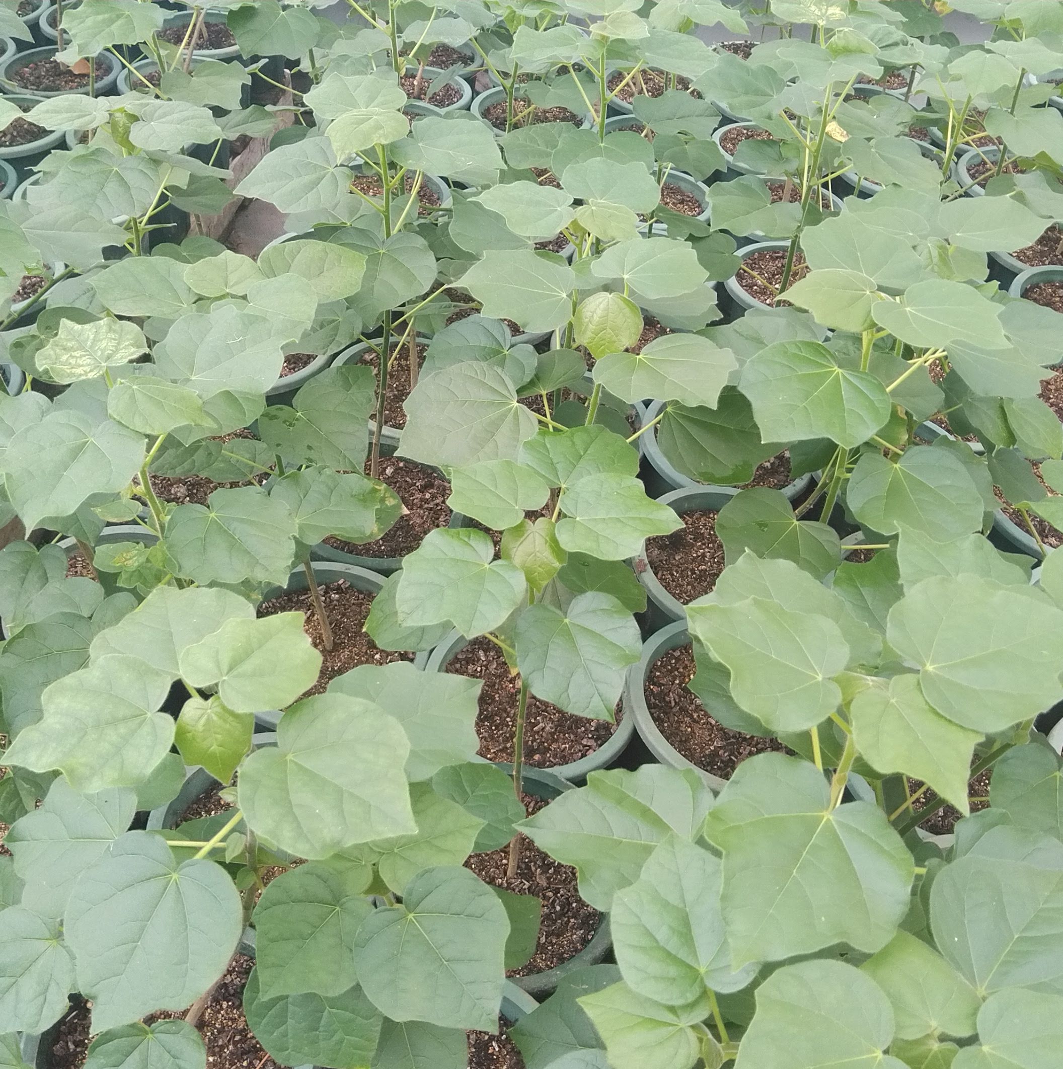 ステルクリア・ロゲルシー Sterculia rogersii アオイ科 可愛い植物