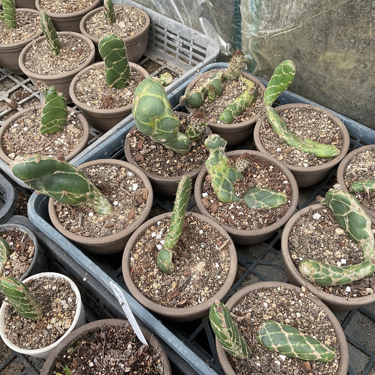 亀甲ウチワサボテン 亀甲団扇 Opuntia zebrina f. reticulata